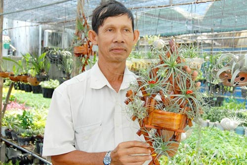 Cây sống không cần đất đắt hàng ở miền Tây - 2