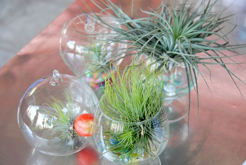 Cây sống không cần đất đắt hàng ở miền Tây - 3