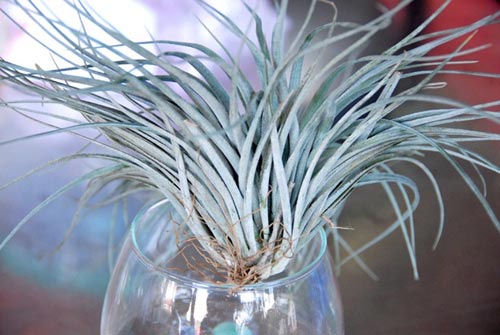 Cây sống không cần đất đắt hàng ở miền Tây - 4