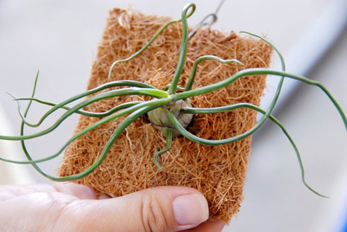 Cây sống không cần đất đắt hàng ở miền Tây - 6