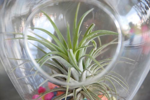 Cây sống không cần đất đắt hàng ở miền Tây - 7