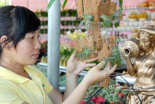 Cây sống không cần đất đắt hàng ở miền Tây - 9