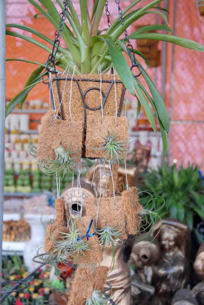 Cây sống không cần đất đắt hàng ở miền Tây - 8