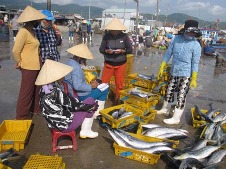 Về biển Sa Huỳnh ăn chả cá - 2