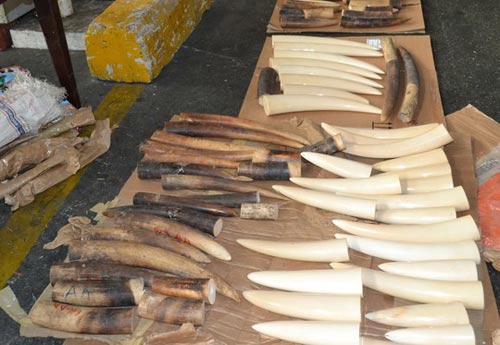 Bắt vụ buôn lậu hơn 40 kg ngà voi qua sân bay Tân Sơn Nhất - 1