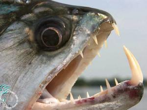 Phi thường - kỳ quặc - Những "sát thủ" săn mồi nguy hiểm