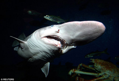 Cá mập "yêu tinh" và nỗi ác mộng của đại dương - 1
