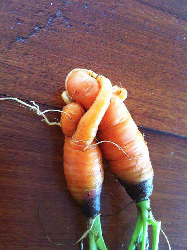 Hai củ cà rốt dính chặt nhau như đôi tình nhân.