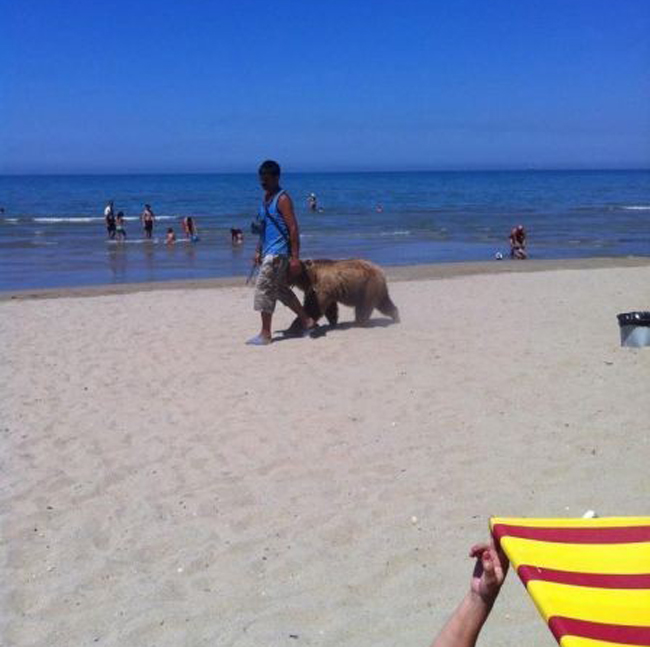 Dẫn 'gấu' đi dạo bãi biển.

