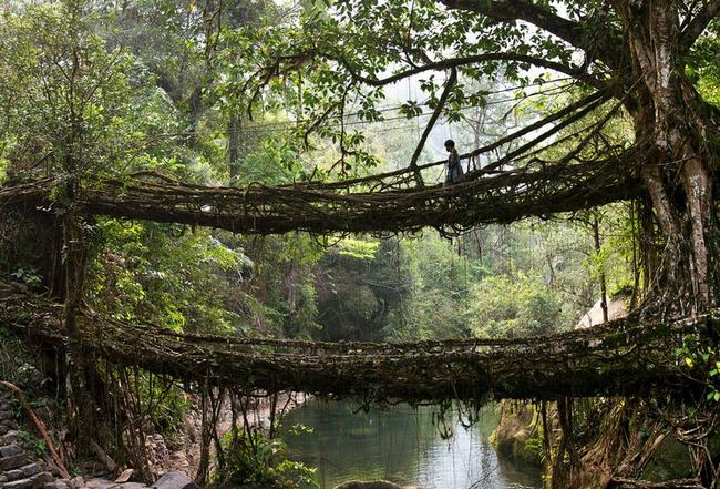 Người dân ở Cherrapunji, bang Meghalaya, Ấn Độ đã kéo rễ của những cây đa búp đỏ ngang sông để tạo thành một cây cầu. Theo thời gian, chúng dần trở nên kiên cố hơn nhờ những dây leo bám xung quanh.