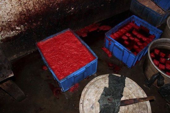 Kinh hoàng cơ sở dùng chất cực độc chế tiết vịt - 7