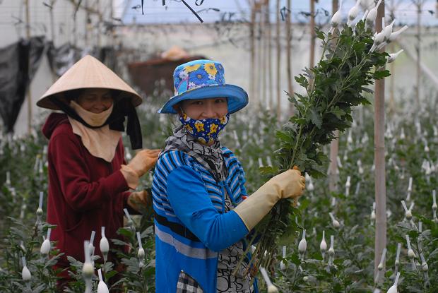 Hoa cúc tăng giá mạnh, nông dân Đà Lạt trúng lớn - 1
