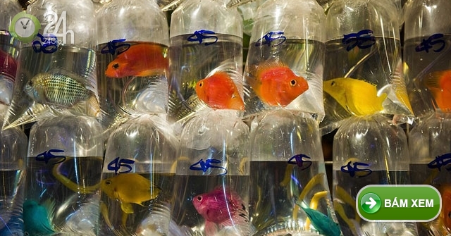 香港色彩繽紛的水族館魚市內