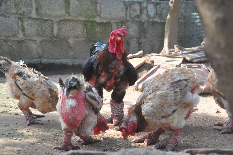 Luyện gà “nghìn đô” dưới tán bưởi Diễn, nhãn lồng - 5
