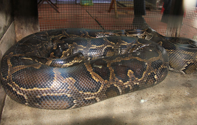 Ớt xiêm núi “tí hon” 200.000 đồng/kg: Muốn mua cũng khó - 3