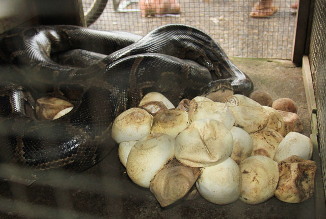 Ớt xiêm núi “tí hon” 200.000 đồng/kg: Muốn mua cũng khó - 4