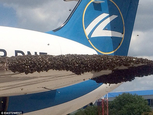 Nga: Máy bay chở khách bị hàng nghìn con ong tấn công - 1