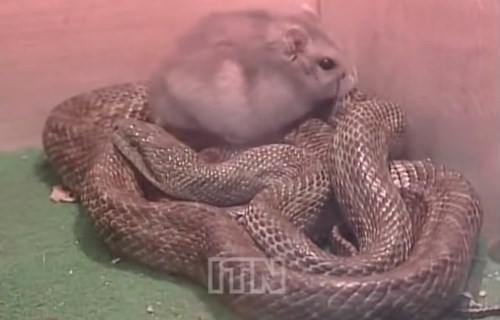 Video: Rắn kết bạn và sống chung với con mồi của mình - 2