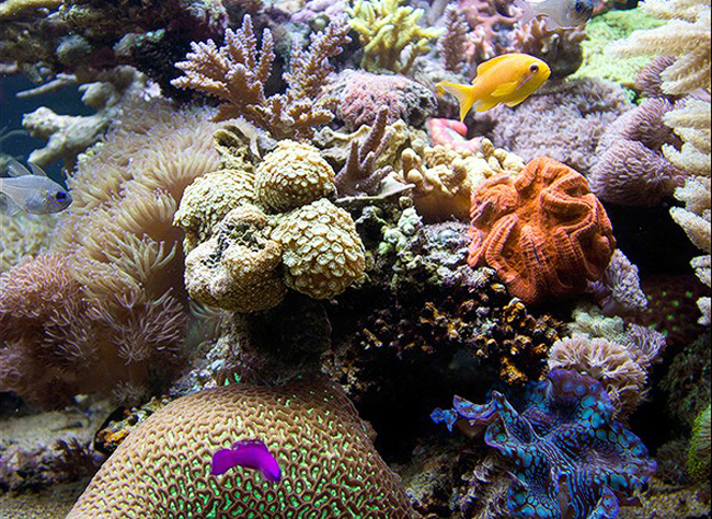 Rạn san hô Great Barrier ở Australia. Đây là hệ thống đá ngầm san hô lớn nhất thế giới, bao gồm khoảng chừng 3.000 tảng đá ngầm riêng rẽ và 900 hòn đảo, kéo dài khoảng 2.600 km, với hơn 400 loài sinh vật biển. Đây là mê cung hấp dẫn với những du khách đam mê khám phá, là một trong những kỳ quan thiên nhiên thế giới.
