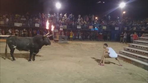 Video: Trêu bò tót và cái kết bi thảm - 2