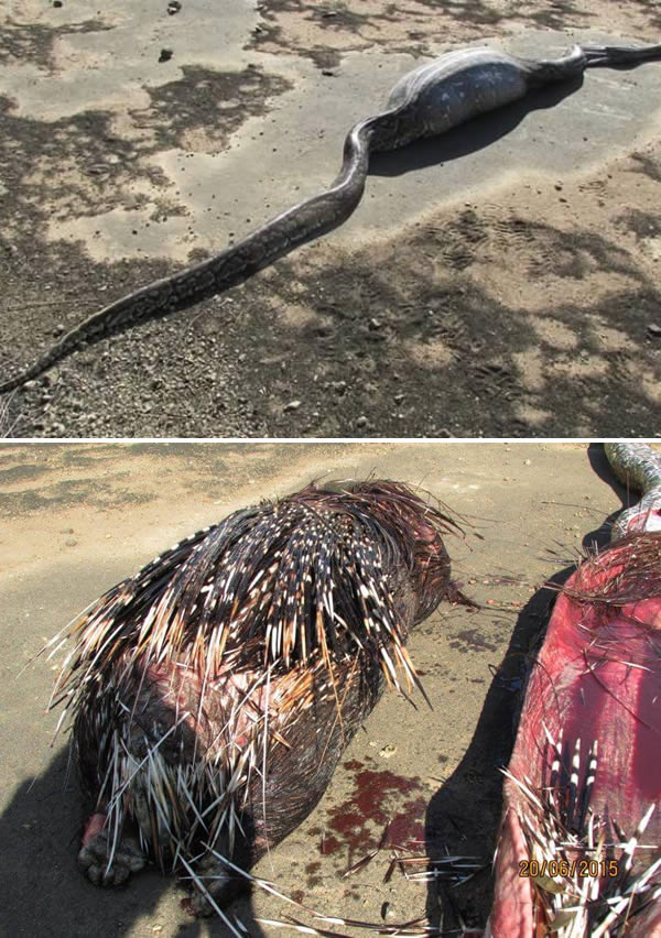 Cái kết đau đớn những vụ mãng xà tham ăn - 2