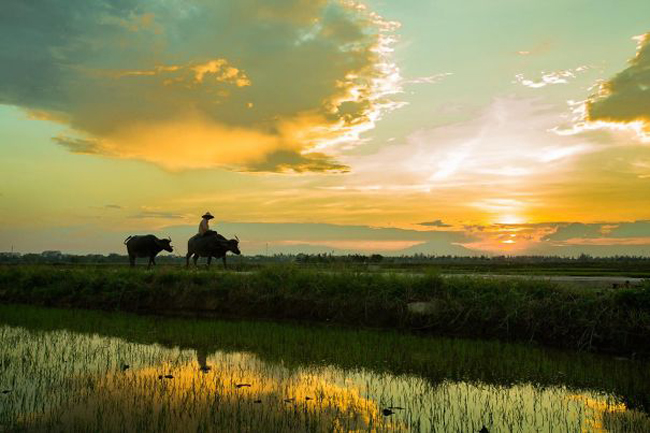 Chiều hàng hôn trên đồng quê.
