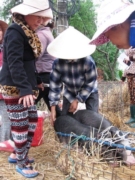 Mưu sinh bằng nghề... bế lợn - 9