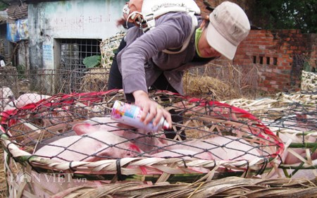 Mưu sinh bằng nghề... bế lợn - 10