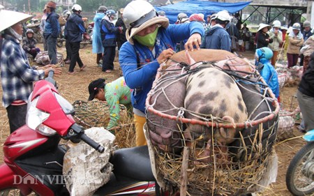 Mưu sinh bằng nghề... bế lợn - 11