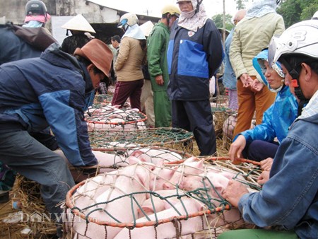 Mưu sinh bằng nghề... bế lợn - 2