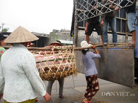 Mưu sinh bằng nghề... bế lợn - 3