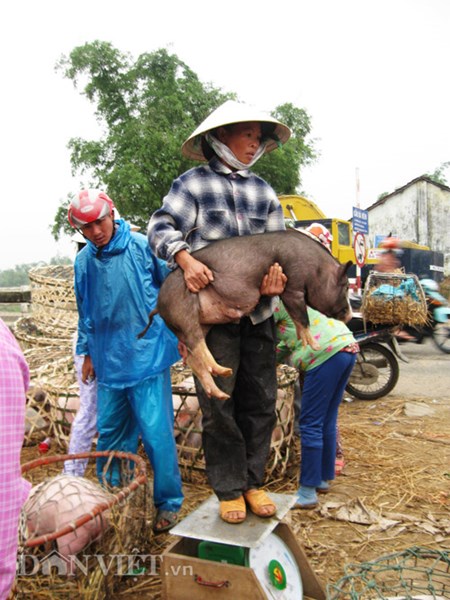 Mưu sinh bằng nghề... bế lợn - 5