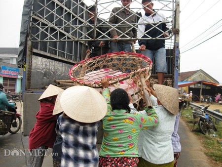Mưu sinh bằng nghề... bế lợn - 6