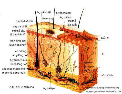 Da cần được nuôi dưỡng bên ngoài hay bên trong? - 1
