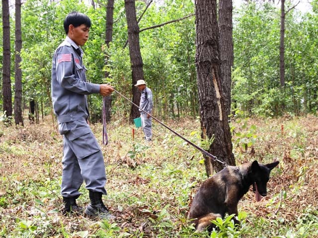 Lần đầu tiên ở Việt Nam: Chó đi rà bom, mìn - 1