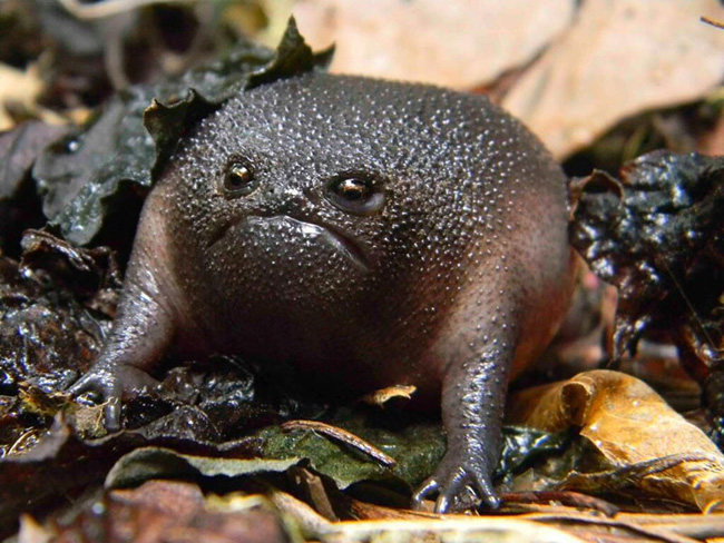 Ếch đen (Black Rain Frog) sống ở bờ biển phía Nam châu Phi có khả năng đào hang sâu tới hơn 150mm.