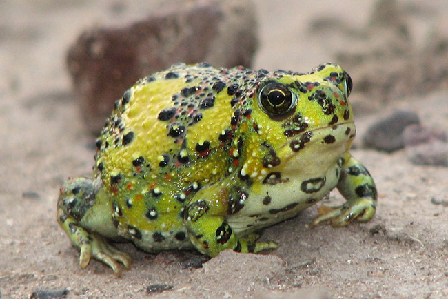 Ếch cây thánh giá (Crucifix Toad) sống chủ yếu ở miền tây New South Wales và Queensland. Chúng sẽ tiết ra một dịch dính như keo trên cơ thể khi bị tấn công.