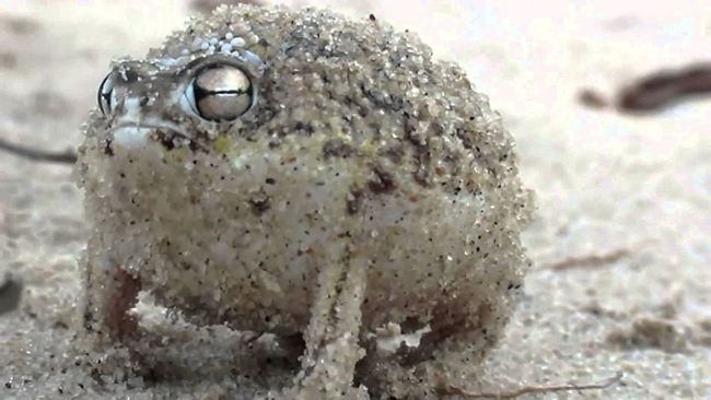 Ếch mưa sa mạc (Desert Rain Frog) có nguồn gốc từ bờ biển Namibia và Nam Phi. Chúng sẽ tạo ra những tiếng gầm gừ đáng sợ khi bị con người tấn công.