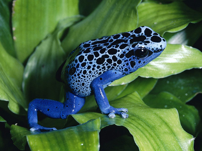 Ếch phi tiêu độc (Poison Dart Frog) có nhiều màu sắc khác nhau như xanh, vàng, cam, đen…