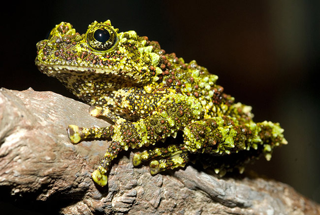 Ếch rêu Việt Nam (hay ếch cây sần Bắc Bộ, Mossy Frog) có chiều dài 8 – 9 cm với hình dáng đặc biệt như da xanh, có đốm đen và nhiều nốt sần, gai.
