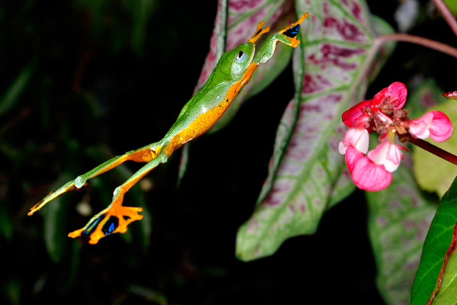 Ếch bay (Flying frog) có khả năng bay lượn và hạ xuống mặt đất ở một góc nhỏ hơn 45 ° so với phương nằm ngang.