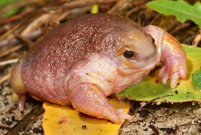 Ếch Turtle xuất hiện nhiều ở Australia.