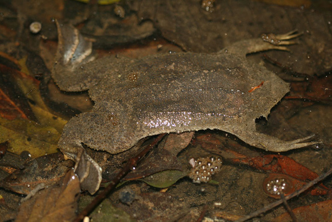 Cóc Surinam Toad (Suriname, pipa pipa) là một loài cóc lớn có thể phát triển lên tới 20 cm sống trong các khu rừng mưa nhiệt đới Amazon.