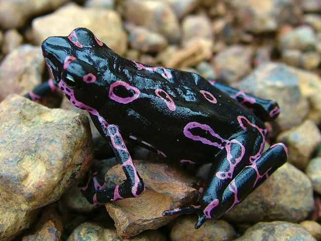 Ếch Atelopus đang có nguy cơ tuyệt chủng và cần được bảo vệ.