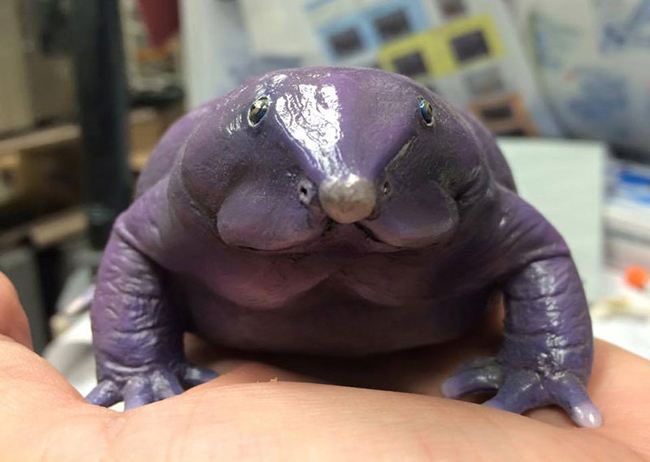 Ếch tía (Purple Frog) có khả năng đào hang đặc biệt sống ở dãy núi Ghats và miền Nam Ấn Độ.