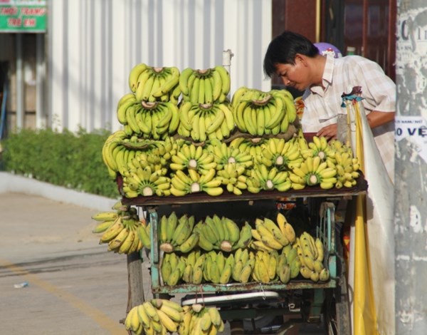 Chuối miền Tây lại ế vì Trung Quốc ngưng mua - 5