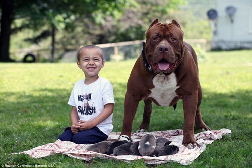 Choáng váng với đàn chó pitbull con giá 10 tỉ đồng - 6