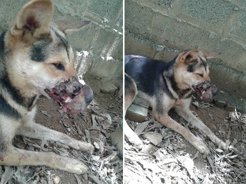 Chú chó bị băng mõm ở Hà Nội đã qua đời - 1