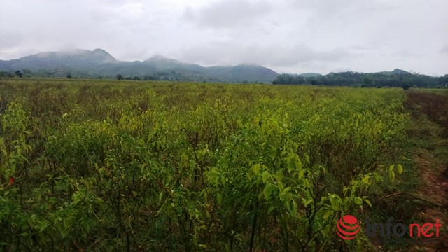 Hà Tĩnh: Ớt mất mùa, doanh nghiệp bỏ chạy, dân chịu "cay" - 2