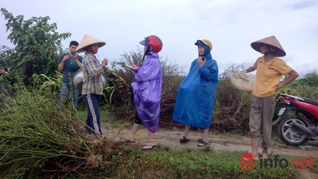 Hà Tĩnh: Ớt mất mùa, doanh nghiệp bỏ chạy, dân chịu "cay" - 3